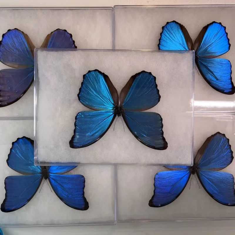 All\'ingrosso Morpho didius campioni di farfalle reali A1 campioni di animali alati a farfalla originali regalo di san valentino decorazioni per la