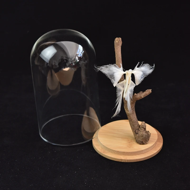 2110 Ethical Butterfly Skeleton Resin Art Sculpture Natural History Display Biological Craft 3D Wall Decor Unique Collector Gift