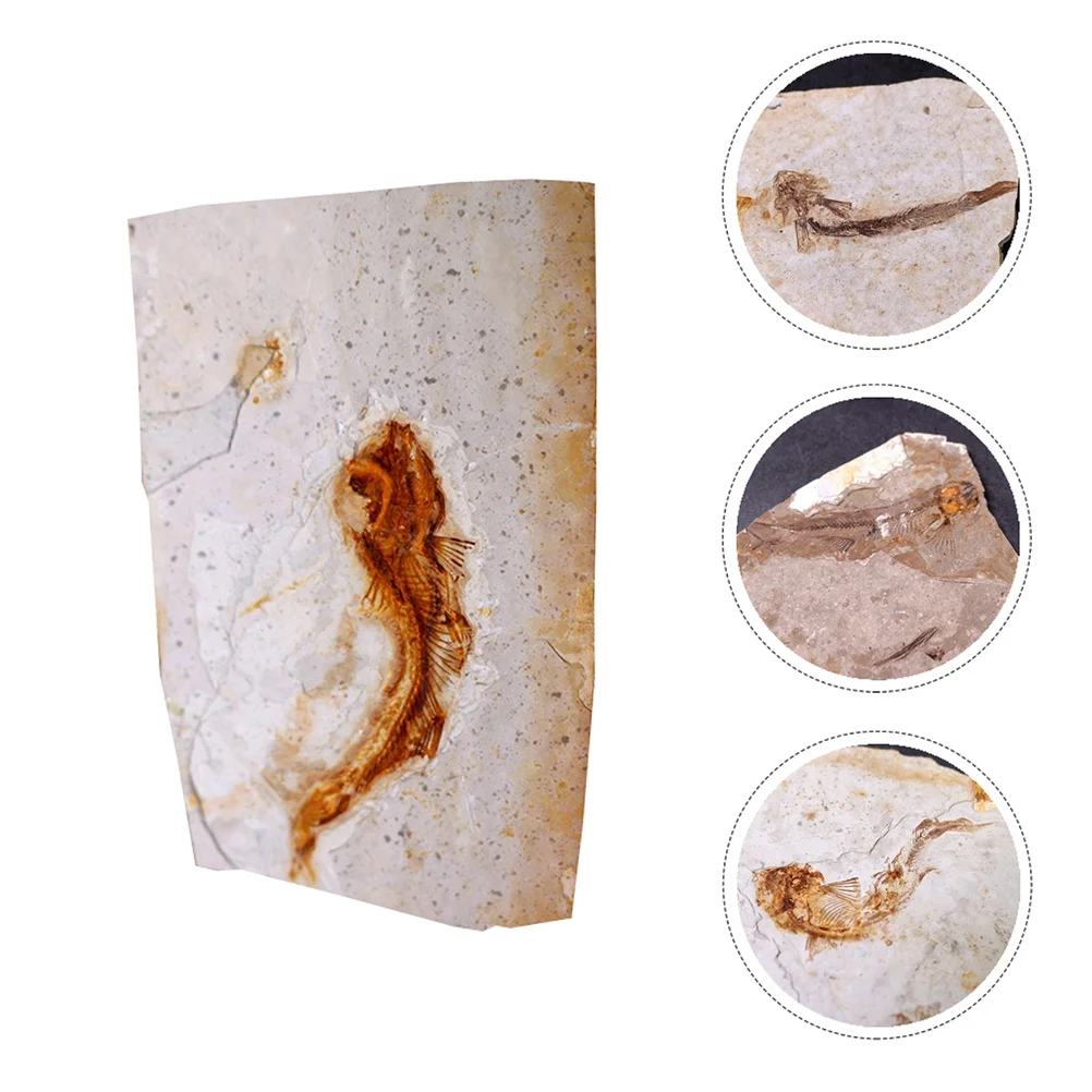 Toy Specimen Child Insect Toys Paleontological Specimens Resin Fossilized Fish Sample