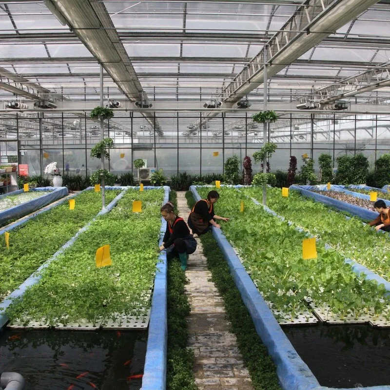 

Customized greenhouseCommercial Aquaponics Greenhouse Polycarbonate/Glass Covering Metal Frame Multispan Greenhouse with Cooling