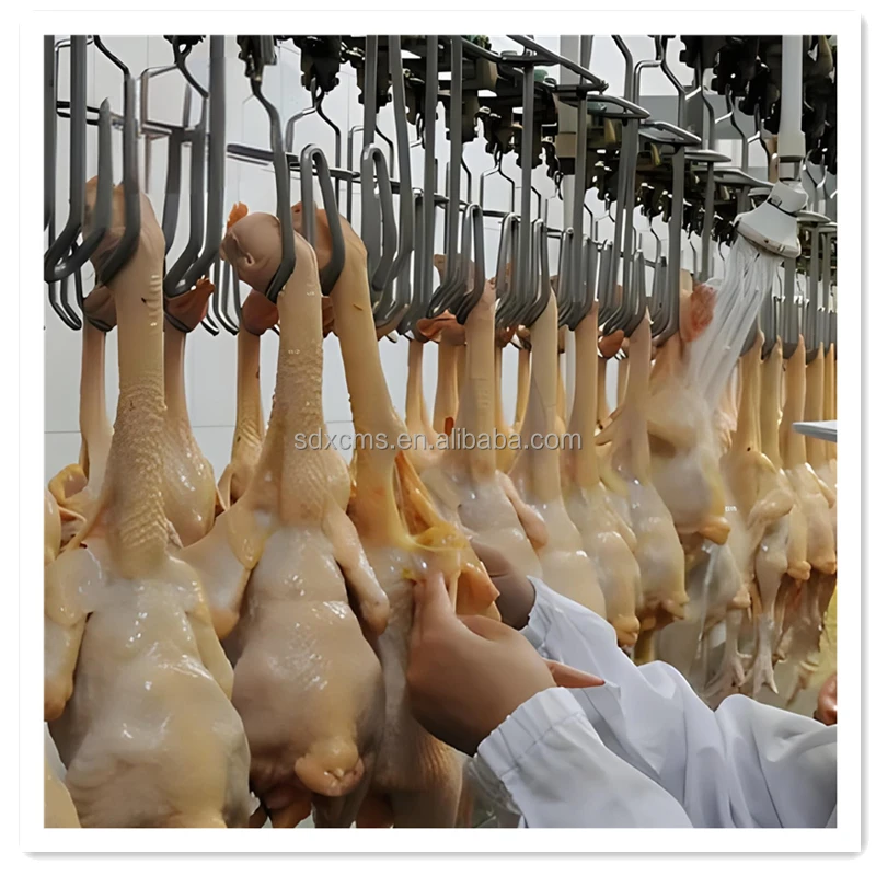 

2025New Design Best Selling Chicken Processing Equipment Poultry Slaughterhouse Equipment for Sale