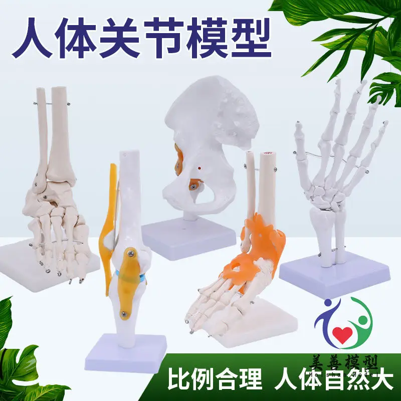 

Модель колена со связками, человеческий скелет, обучающие упражнения, медицинская функция, дисплей, плечо и шея, скелет позвоночника, ортопедический