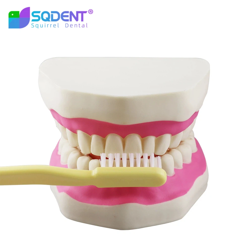 Dental Model Teeth 6 Times Normal Brushing Model With Big Toothbrush Teaching Modeling Medical Dentist Oral Care Dental Products