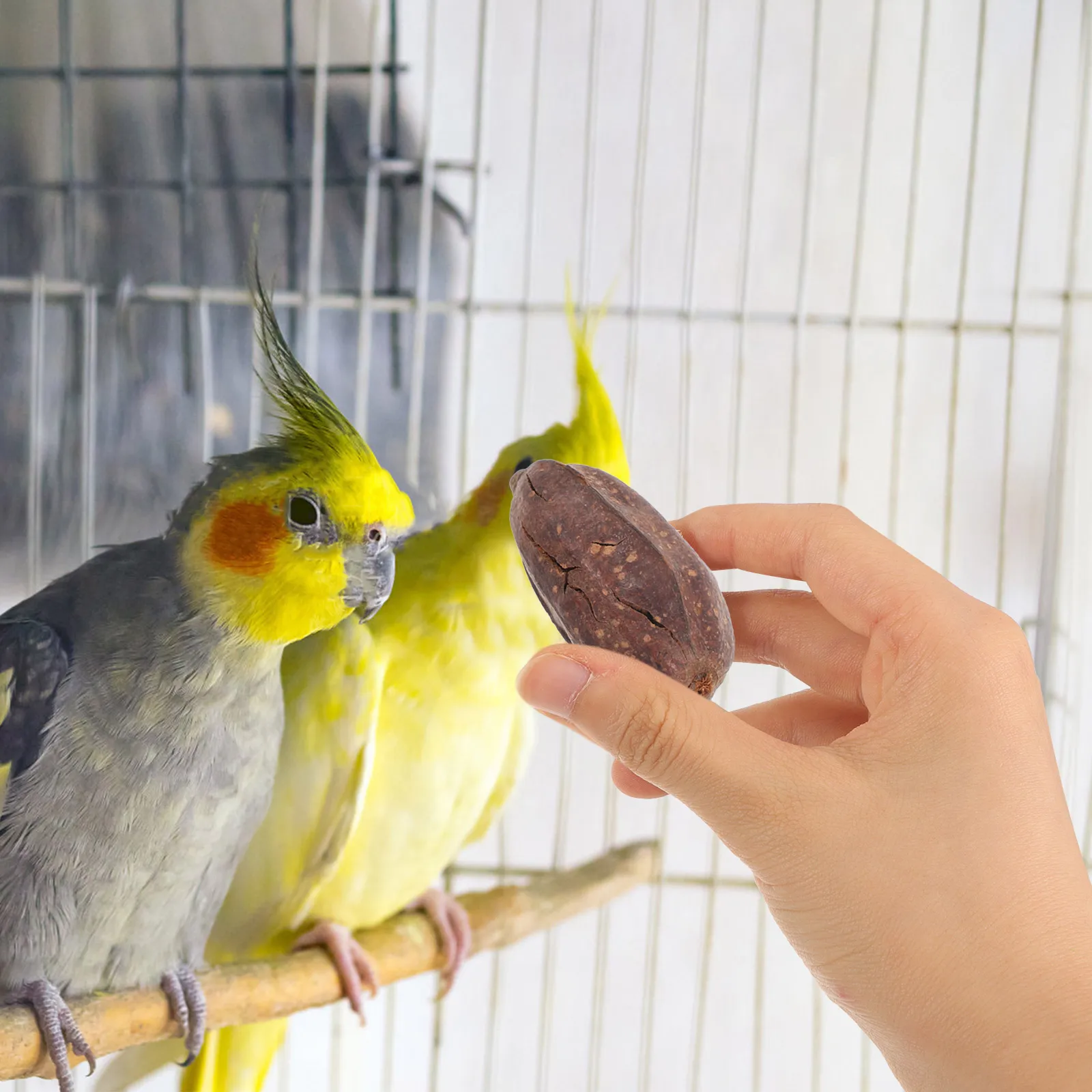 

8pcs Dried Fruit Ornaments Natural Parrot Chew Toys Bird Cage Accessories Fruits Dry Bite Toy Foraging Parrot Toys