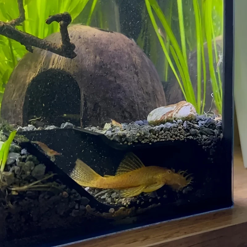 Fish and shrimp aquarium corner cave hiding and observation window