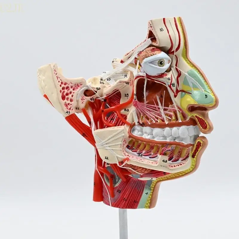 แบบจำลองทางกายวิภาคของมนุษย์ U2JE