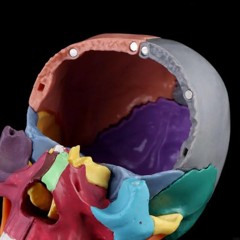 15pcs/set 4D Disassembled Color Skull Anatomical Model Detachable Medical Teachi N0HC