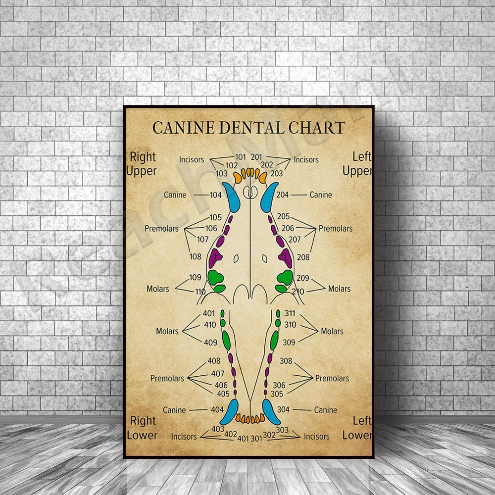 

Canine Figure Poster, Canine Figure Art, Veterinary Medicine Wall Decor, Dog Teeth Art Print, Veterinary Nurse Gift