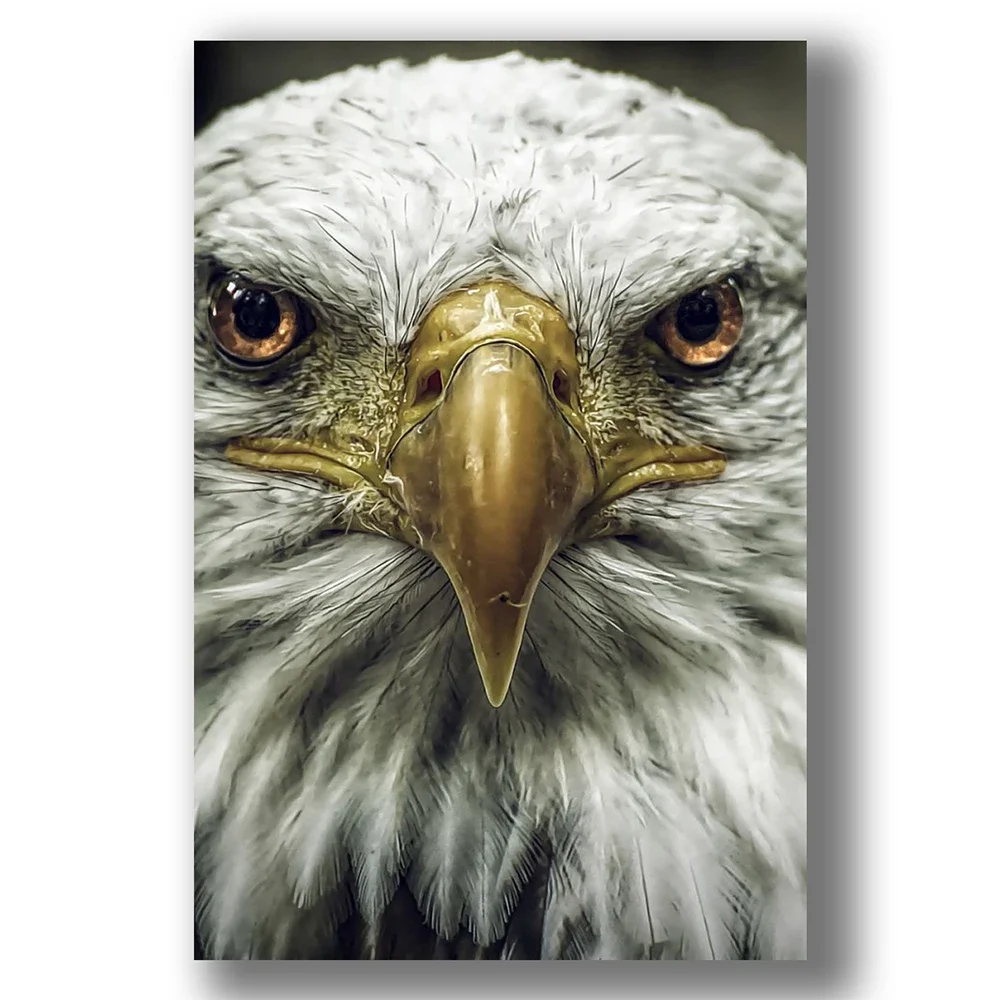 035 Sharp Eagle Animal Insect Beast Silk Cloth Wall Poster Art Home Decoration Gift