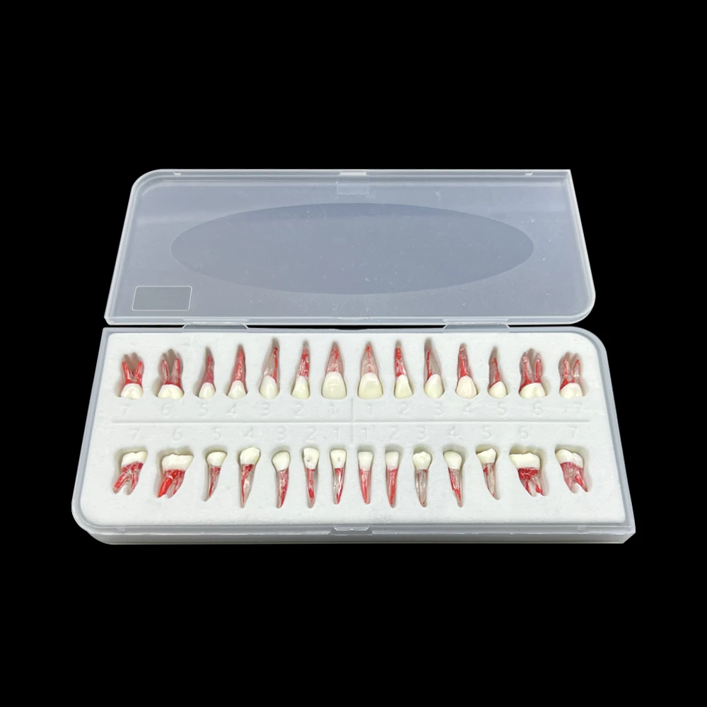 28pc/set Endodontic Teeth Training Dental Endo Teeth Root Canal Model Dentistry RCT Pulp Cavity Block Practice Teaching Studying