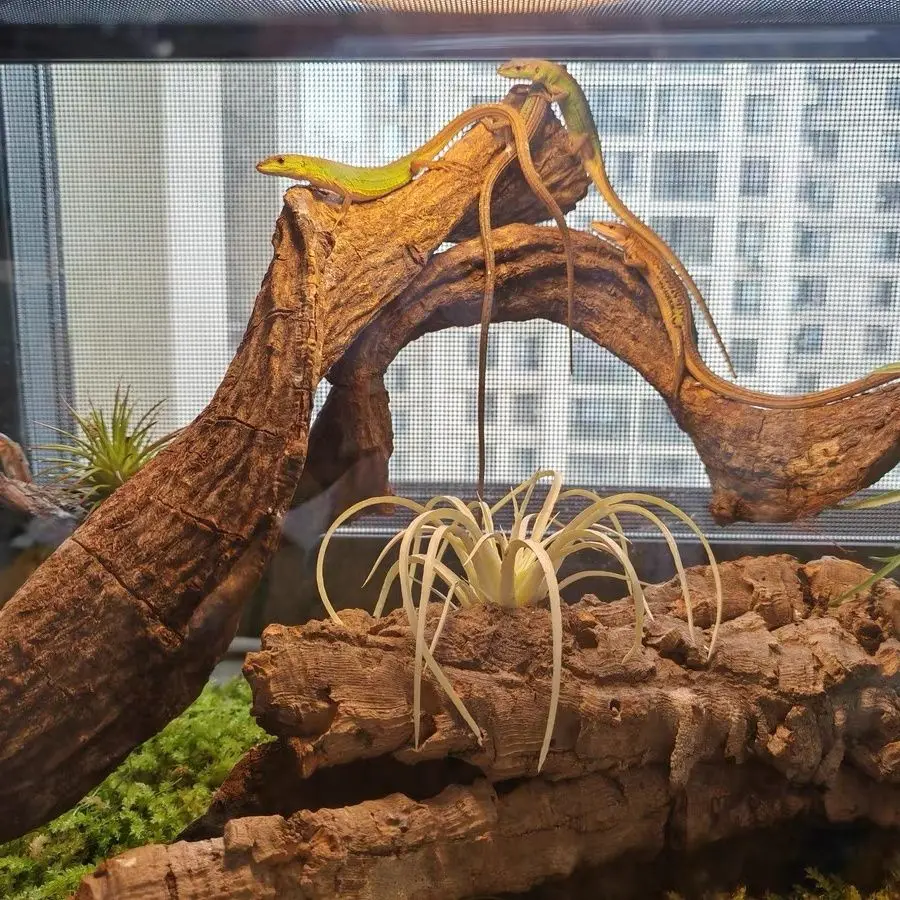 Natural Reptile Climbing Vine 5