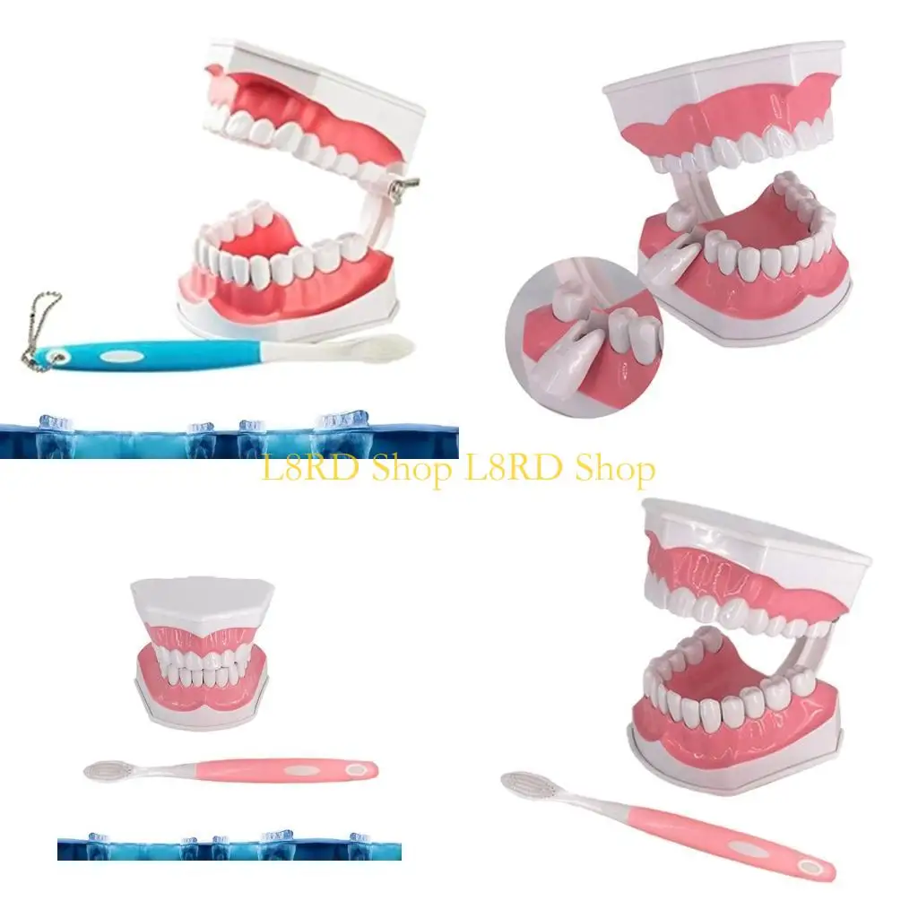 L8RD Standard Demonstration Teeth Model with Toothbrush Teeth Model Denture Model
