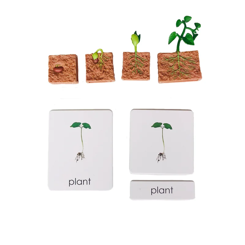 Montessori วงจรชีวิตของพืชชีววิทยาการเรียนรู้ของเล่นเกมการศึกษาปฐมวัย 3 ส่วนความรู้ความเข้าใจการ์ด/Growth รุ่น