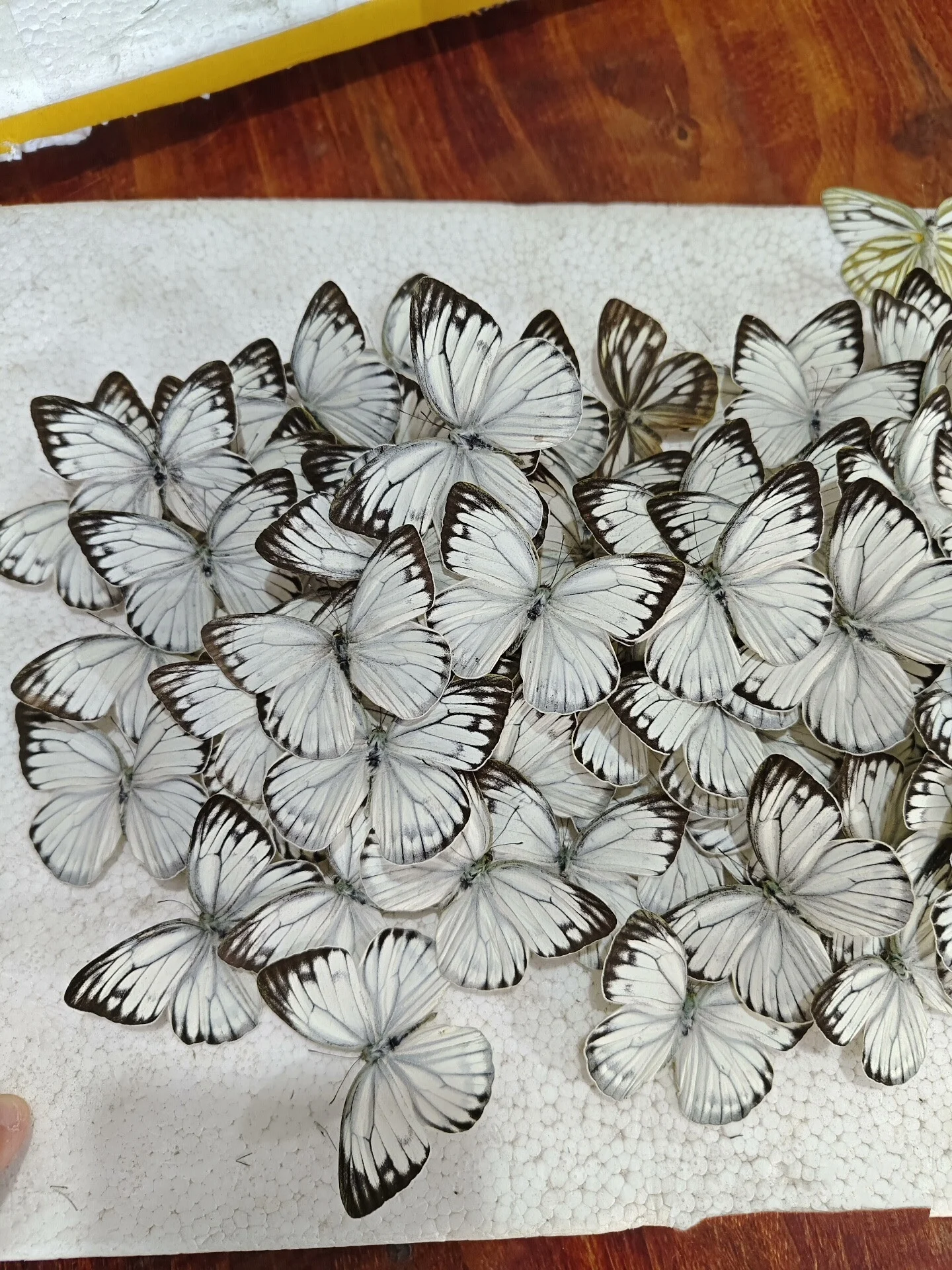 6-100 pcs natural Real Butterflies Specimen (Cepora nadina）
