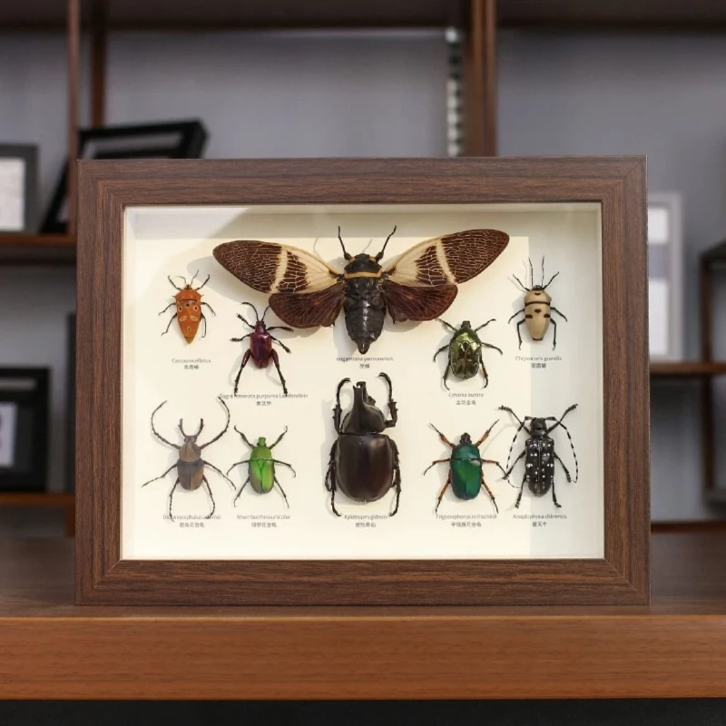 蝶の昆虫標本装飾オーナメント吊り下げ絵画立体中空フォトフレーム