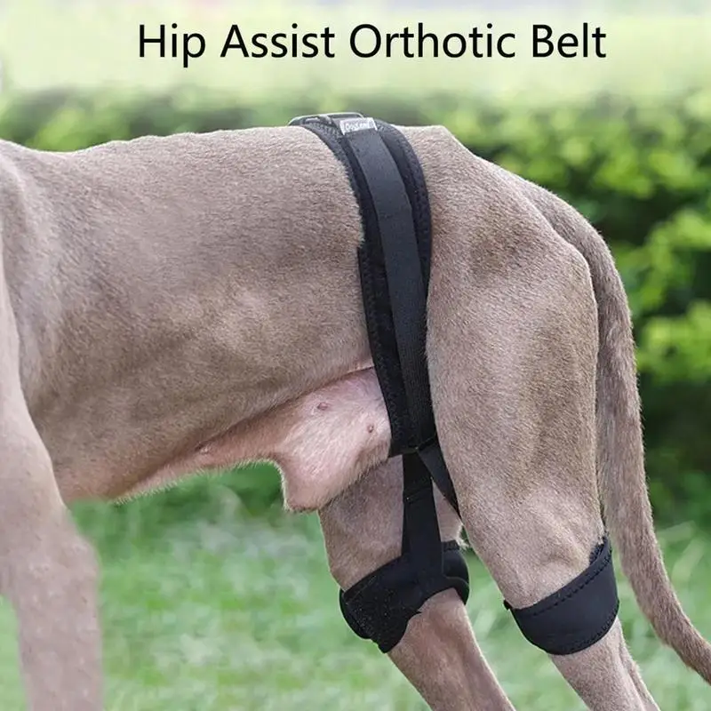 Dog Hip Joint Auxiliary Correction Belt For Animal Injury And Wound Braces Belt Dog Joint Legs Protector Supporter Pet Supplies