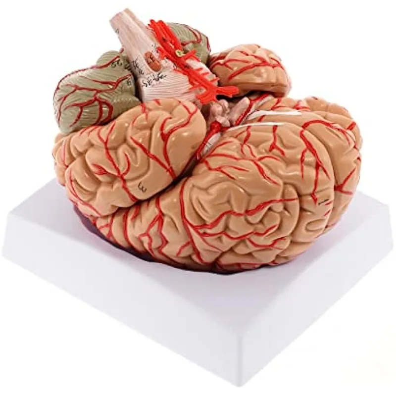 8-Part Life Size Human Brain Artery Anatomical Model Display Base Teaching for Science Classroom Study Display