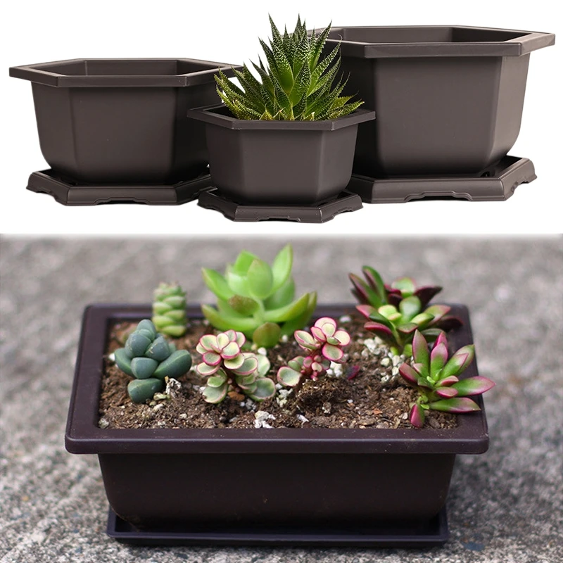 mini aloe vera plant Aloe Vera / Medicinal Aloe 'Chinensis' (Small Form) – Pans Garden Nursery main image 1