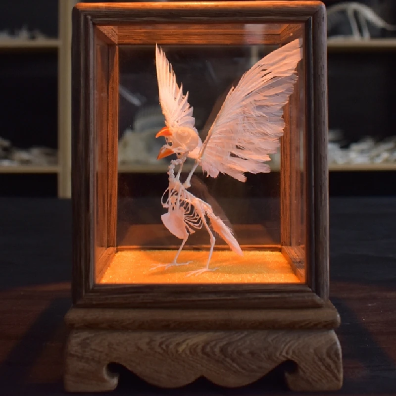 2127 Pearl Bird Skeleton model Art Display Case Resin Art Gothic Home Decor Ethical Craft Friendly Scientific As Halloween decor