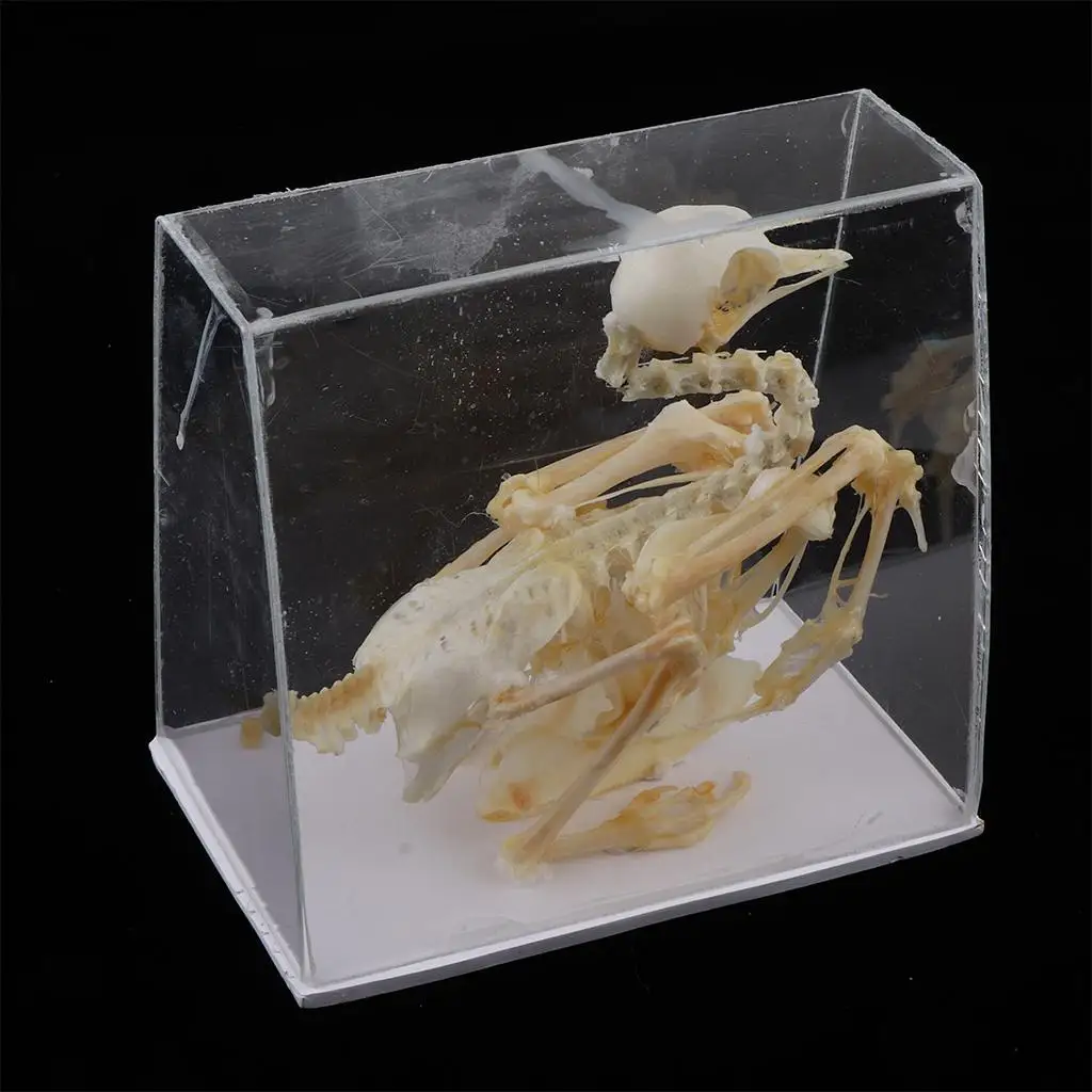 Pigeon Skeleton, Biology Teaching Aids Model Children Science