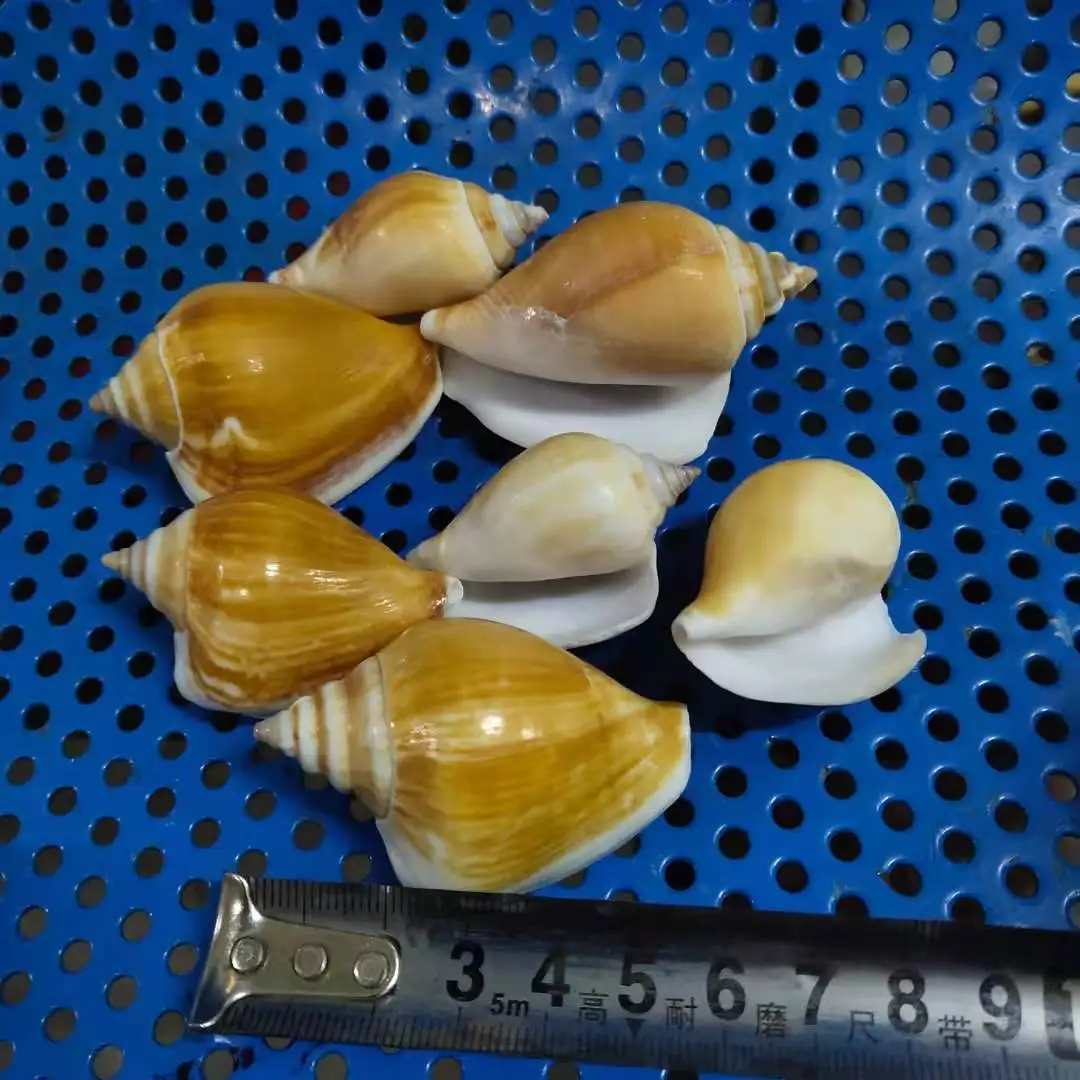 Natural Conus spp. (White-mouthed Conch Shells) 500g