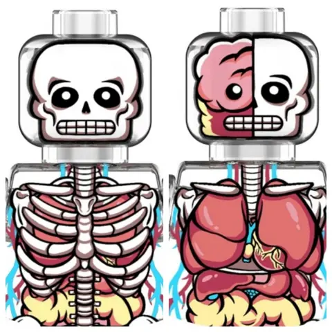 Transparent Human Anatomy Model Toys 2-Pack Skeleton Internal Organs Figure Educational Science Body Model Kits for Kids