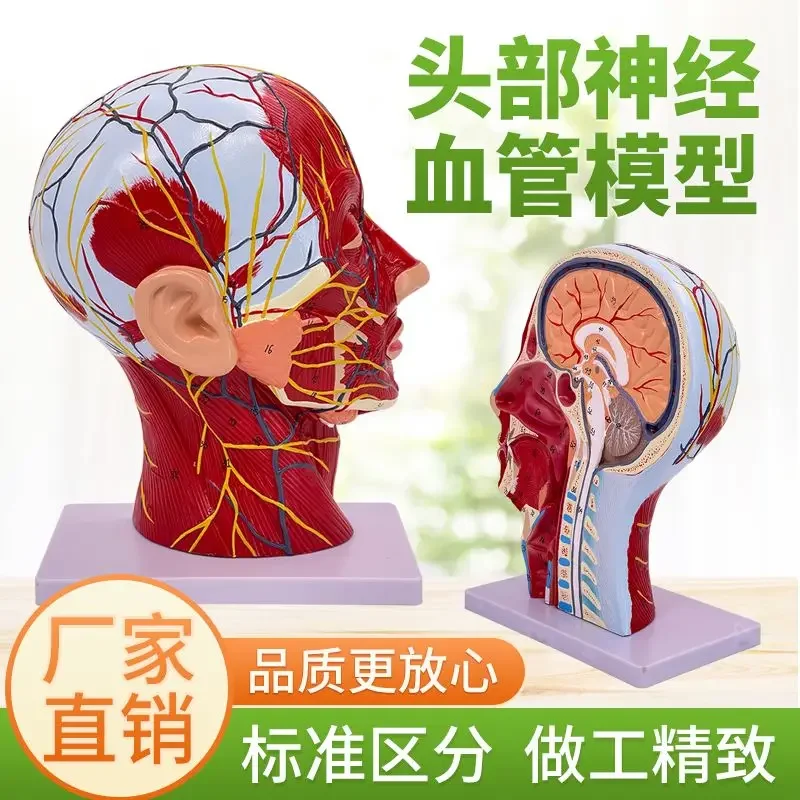 A Human Head Muscle Sagittal Section Anatomy Vascular Nerves Brain Head Superficial Medical Aesthetic Micro Plastic Surgery Mode