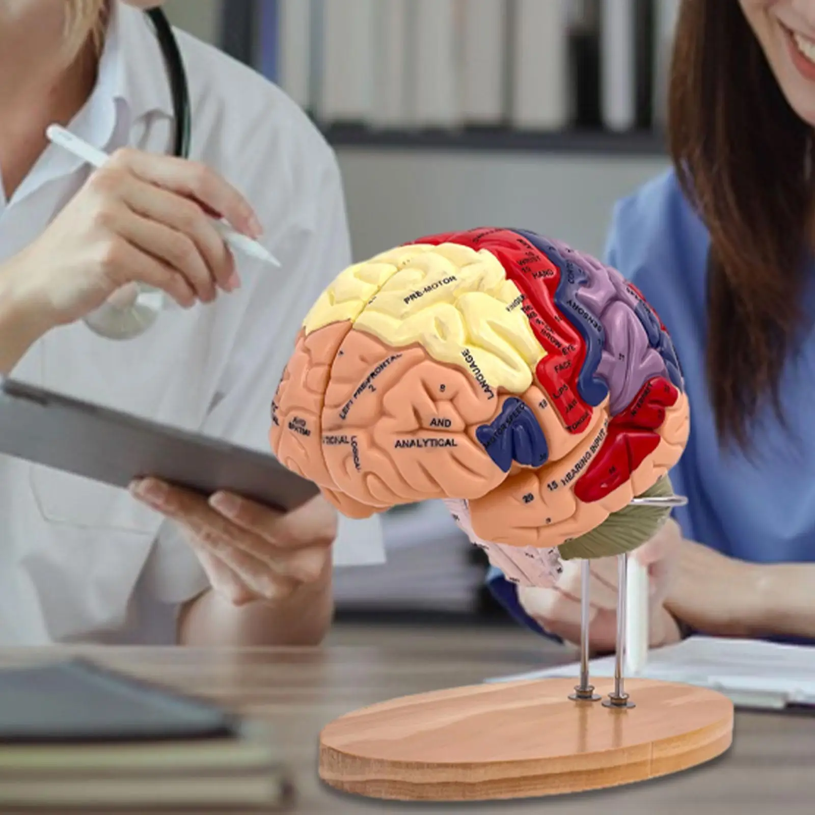 Human Brain Model Anatomically Accurate Brain Model for Teaching Study