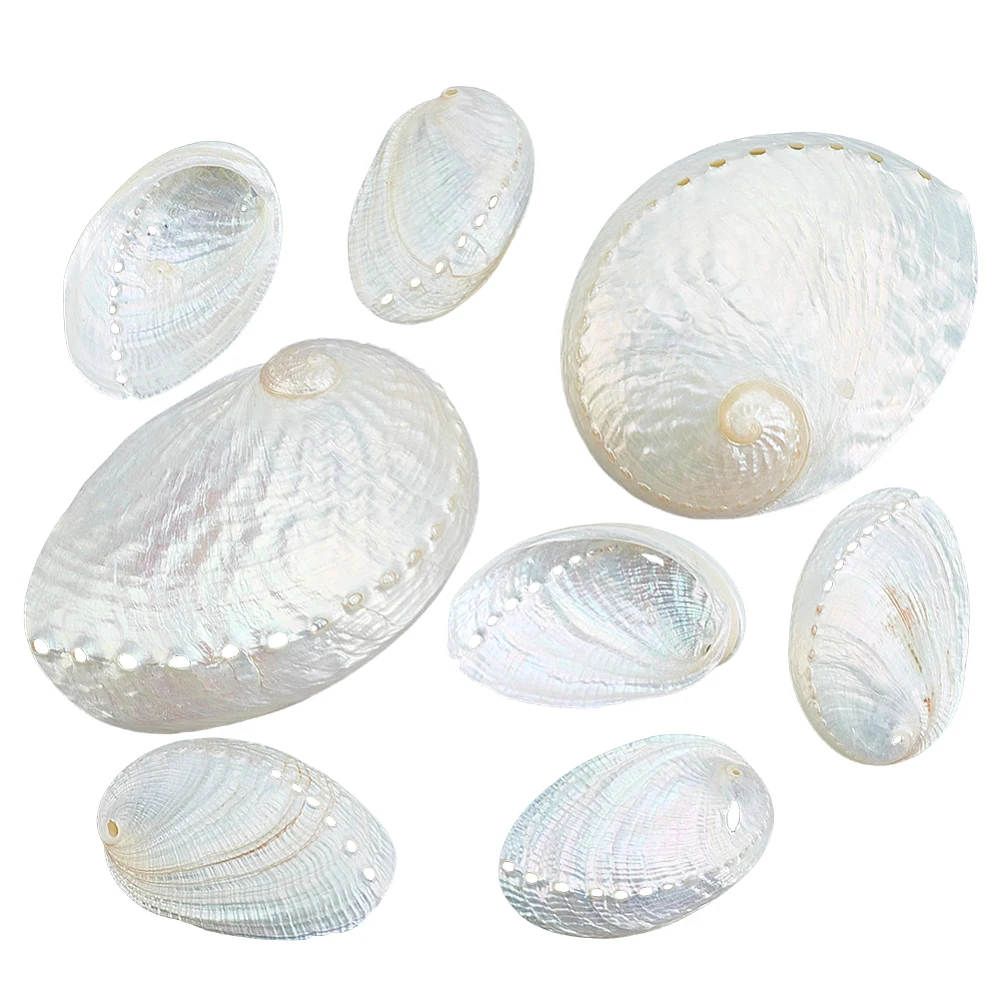10Pcs White Abalone Shells Exquisite Large Ocean Beach Seashells for Crafts DIY Art Crafts Vase Filler Fish View Beach Wedding