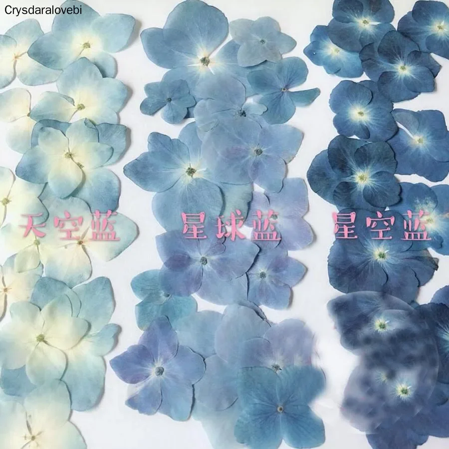 120pcs Pressed Blue Series Dried Hydrangea Macrophylla Flower Plants Herbarium For Jewelry Phone Case Bookmark Making DIY