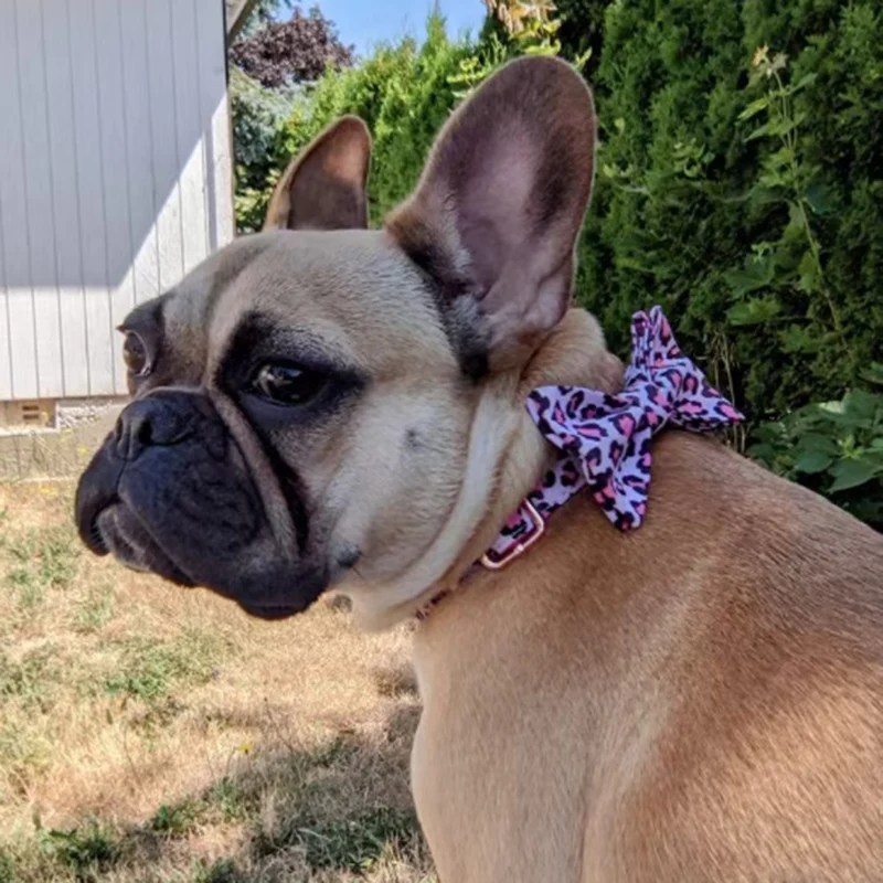 Pink Leopard Dog Harness for Girl Dogs Personalized Name Engraved Pet Collar with Safety Metal Buckles Bowtie Puppy Harness Set