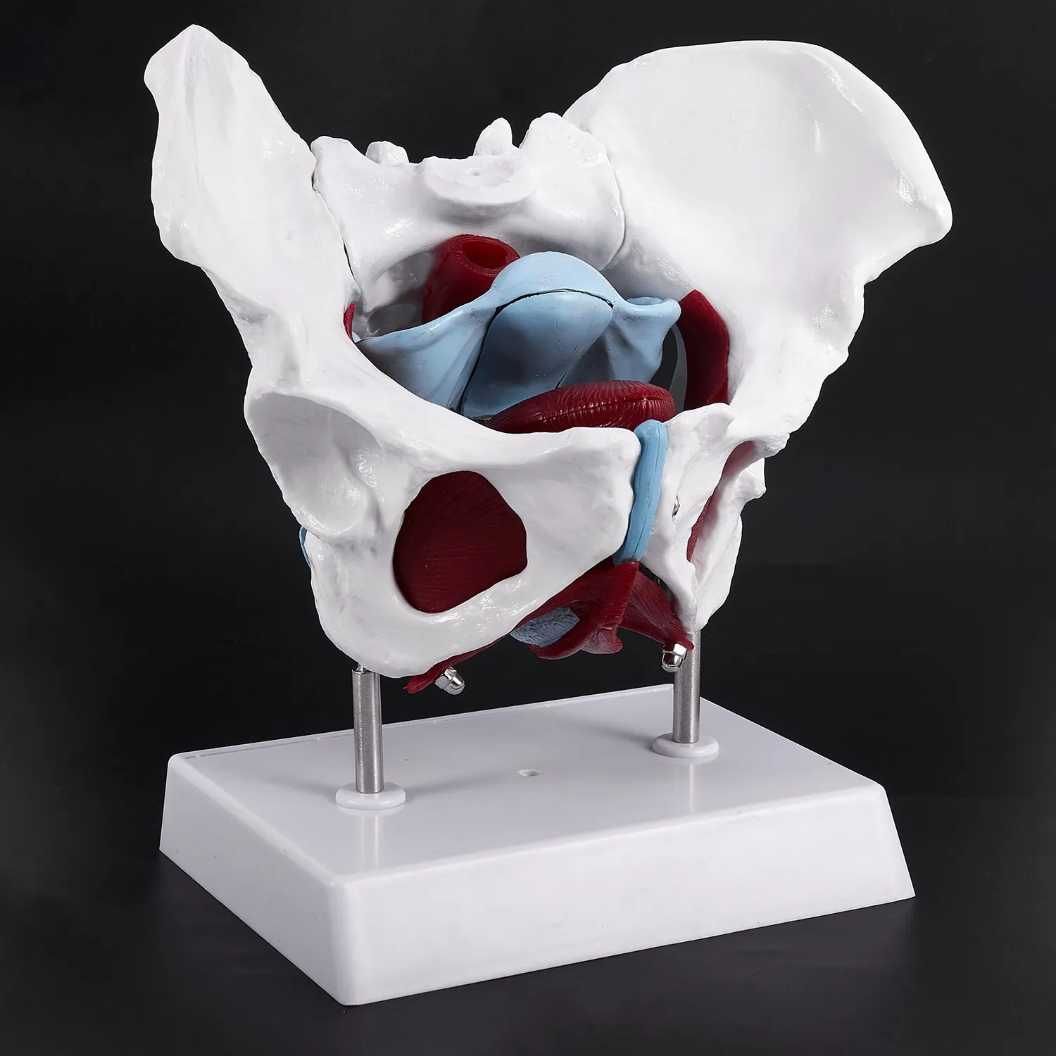 Female Pelvis and Reproductive Organs Model Female Bladder Pelvic Floor Muscle Rehabilitation Anatomical Model