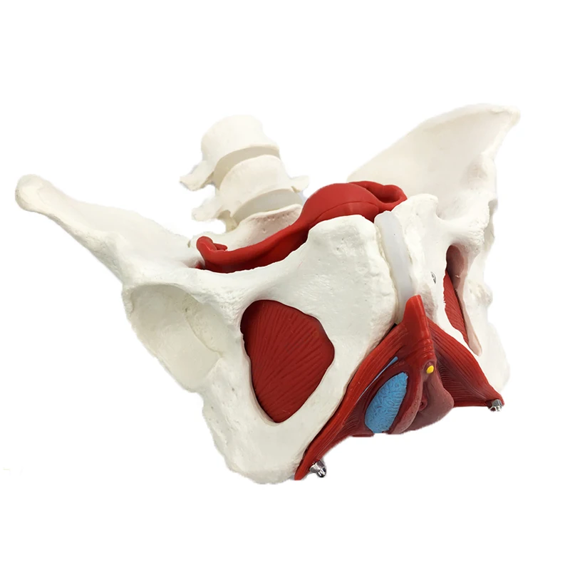 Detachable Female Pelvis Muscle Anatomy Model Medical Science Teaching Resources Drop Shipping