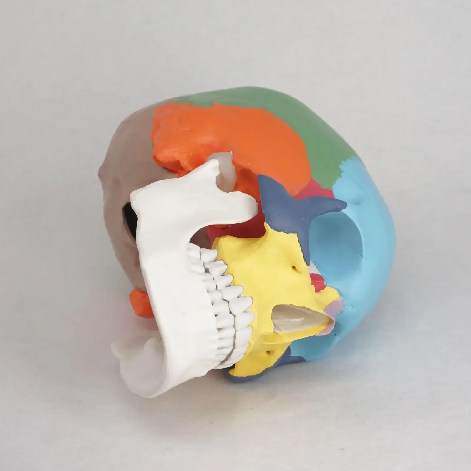 PVC 3 Parts Colored Function Human Skull Anatomical Didactic Models Life Size Medical Science