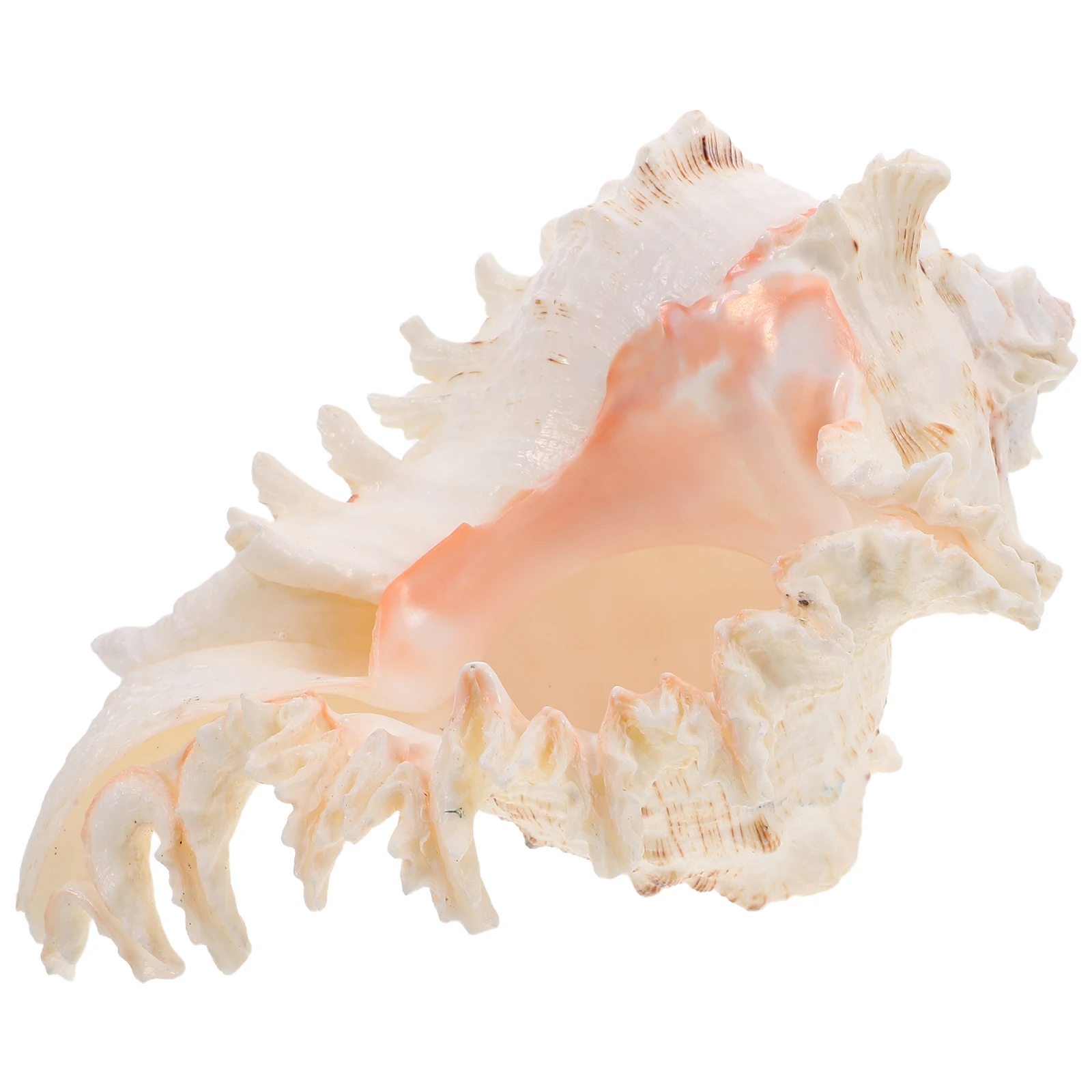 

Natural Conch Shell Large Seashell Coastal Vase Filler Wedding Beach Decor Summer Room DIY Crafts Decorations Sea Shells Large
