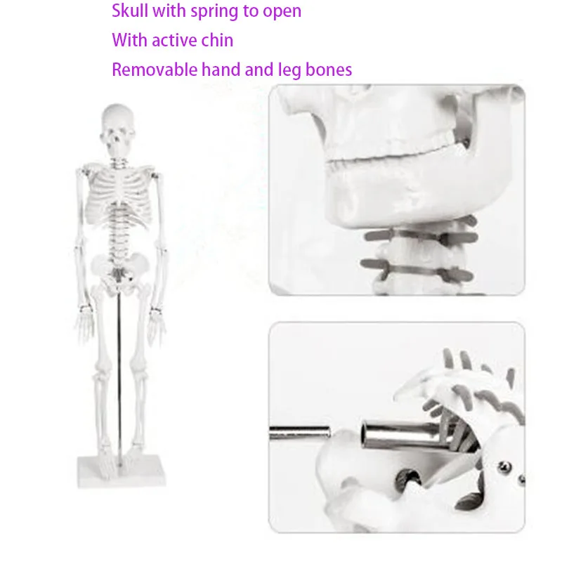 Human Skeletal Model  With Removable Muscles  Spine 1: 1 Medical Whole Body Simulation Art