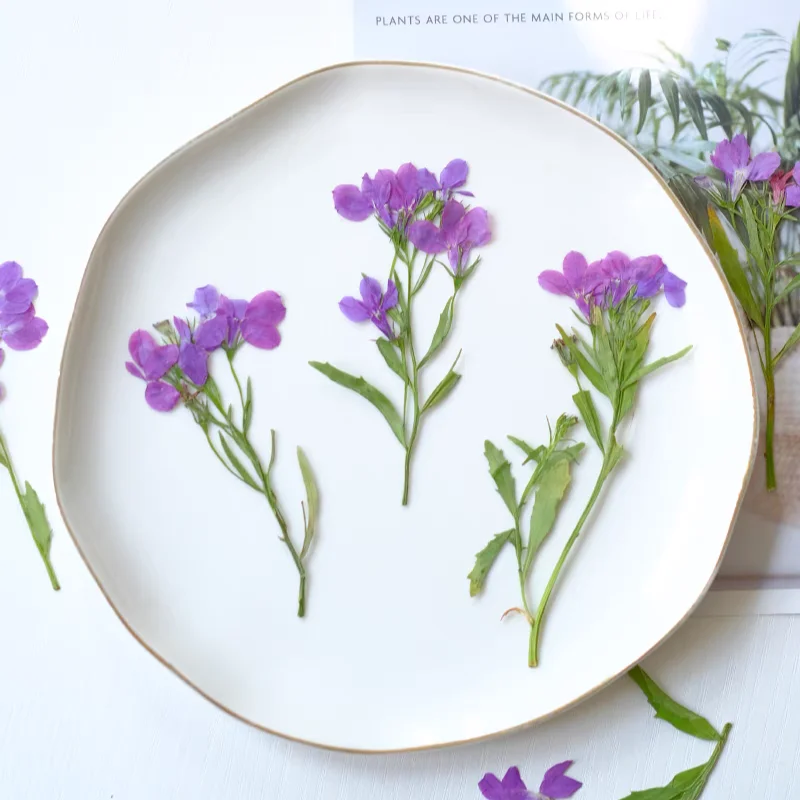 60pcs 누르면 말린 Lobelia erinus Th - Pressed Flower Frame 리뷰 및 가격