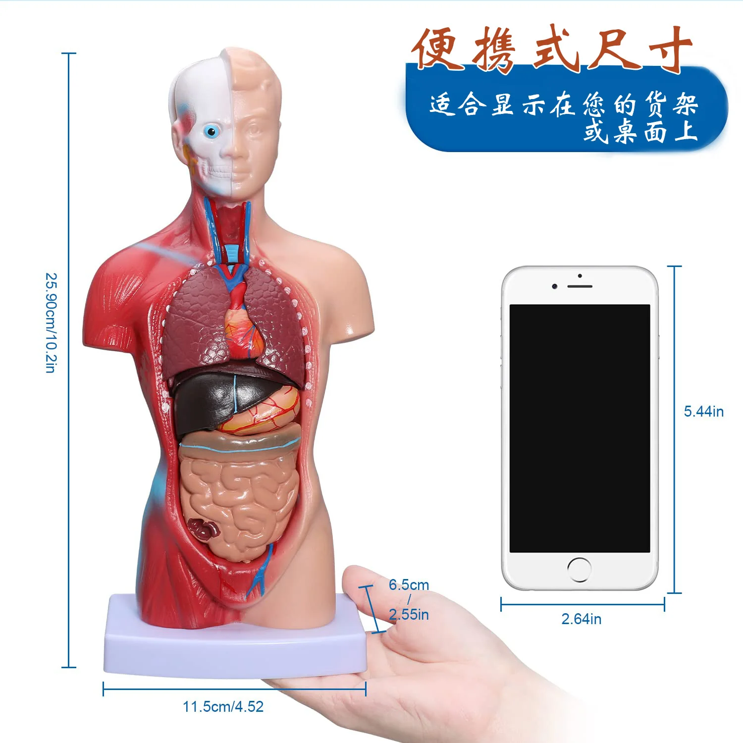 Human Torso Body Anatomy Model with 15 Removable Parts-Heart Visceral Brain Skeleton Medical School Nursing Educational Tool