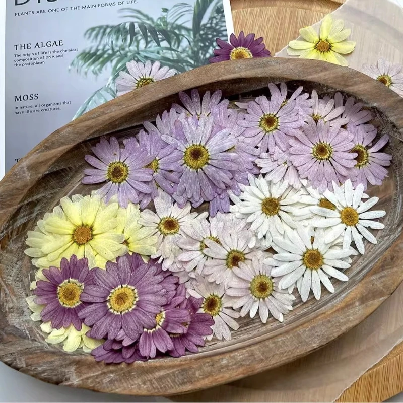 8 قطع، زهور مارغريت المجففة المضغوطة |   إشارة مرجعية لتزيين الوجه، إطار صورة، عينة نباتية، حرفة الوالدين والطفل في رياض الأطفال