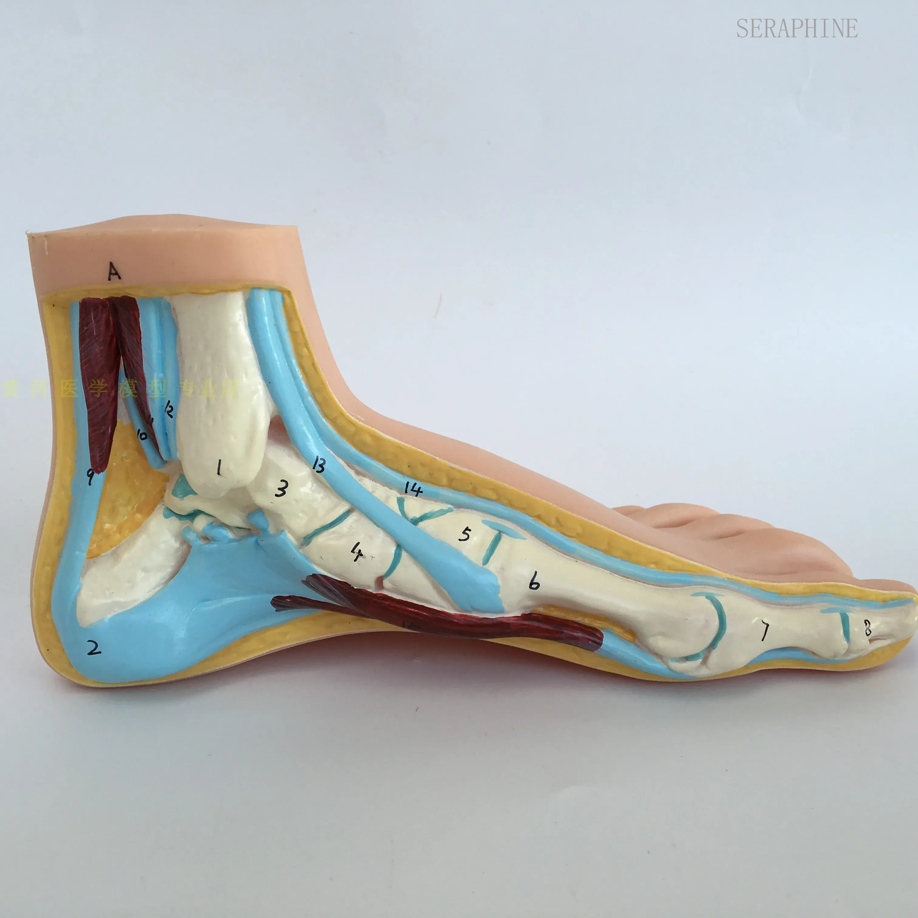 Human Foot Model Medical Teaching Anatomy Tool Human Foot Muscle Palm Model Arch Anatomy Skeleton Flatfoot