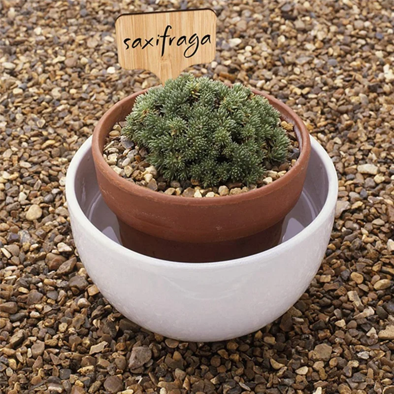 AT16 50PCS T-Type Plant Labels Eco-Friendly Wooden Plant Tags Markers for Bonsai Seed Potted Herbs Flowers Tool