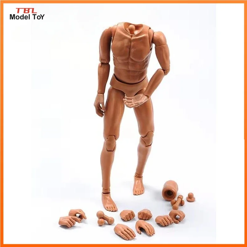 1/6 Scale Narrow Shoulders Movable High Quality Body Muscle Style Model for HT DAM Head Sculpt Display Toys