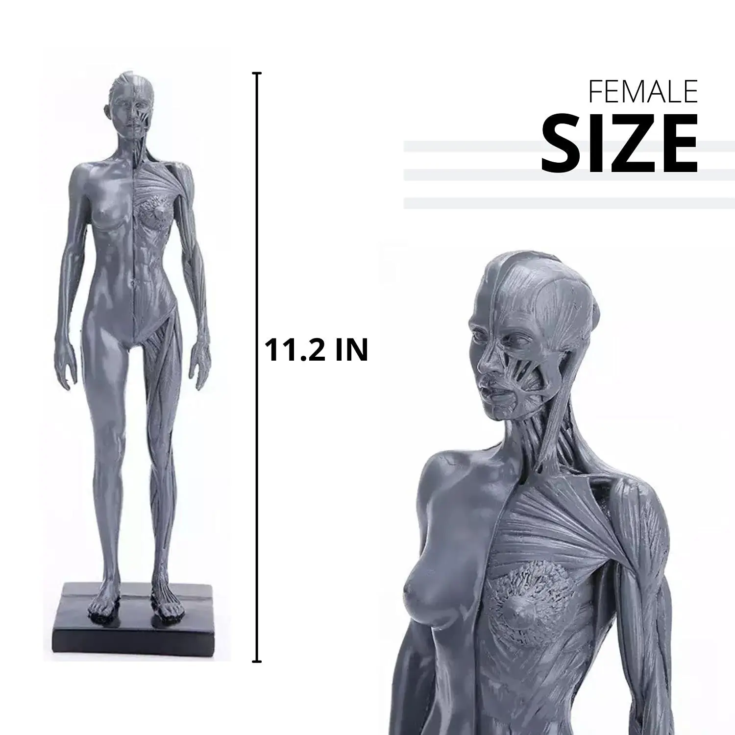 Male&Female Human Anatomy Figure Ecorche and Skin Model Lab Supplies, Anatomical Reference for Artists (Gray)