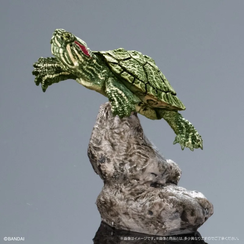 الموسوعة البيولوجية الأصلية من بانداي ألعاب غاشابون سلسلة السلاحف البحرية 01 زخرفة نموذج السلحفاة تشيلوس فيمبرياتا