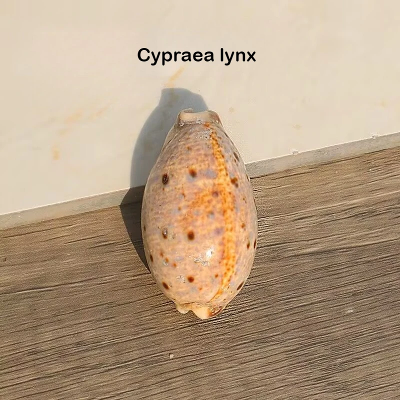 Natural Conch Shell 4PCS Bobcat Treasure Snail Fish Tank Aquarium Landscaping Rare Collection Specimen Home Window Decoration