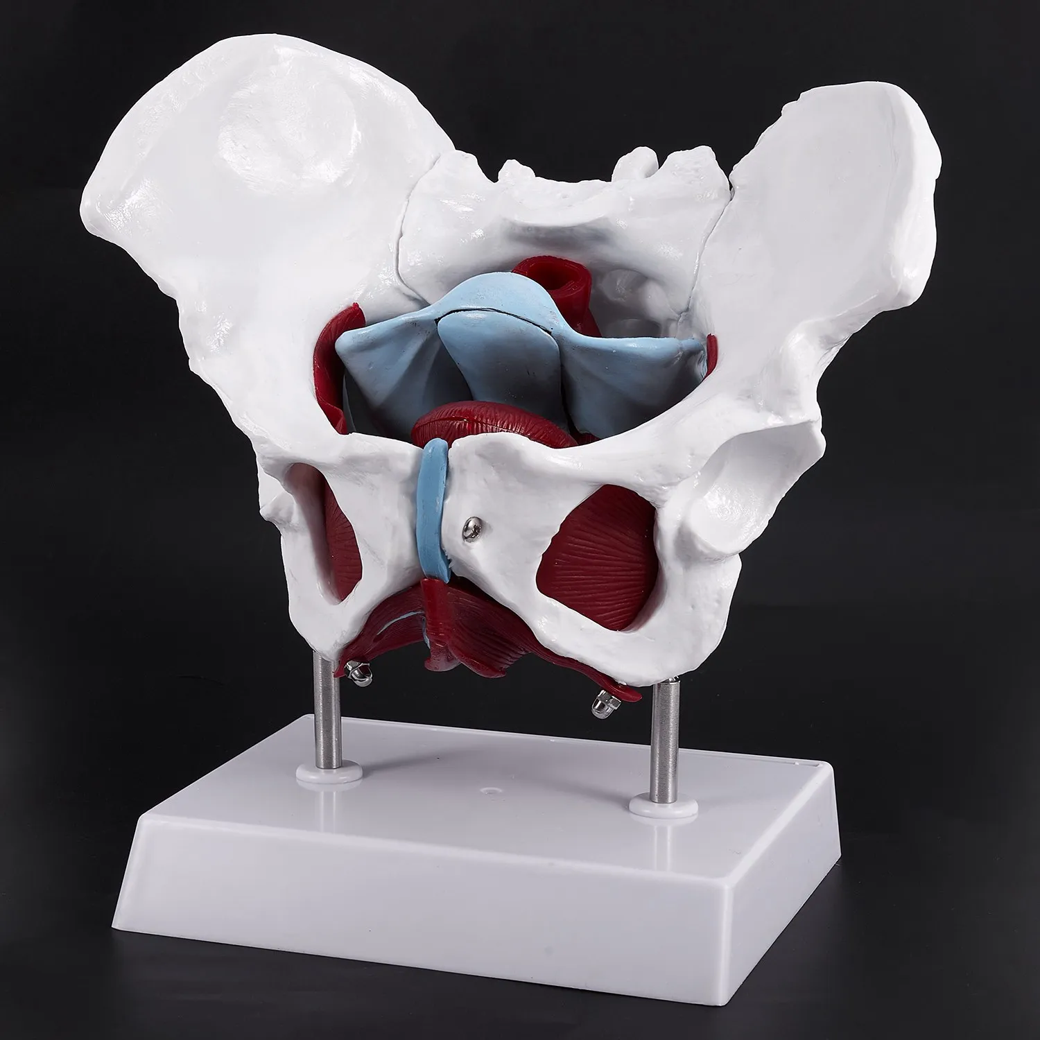 Female Pelvis and Reproductive Organs Model Female Bladder Pelvic Floor Muscle Rehabilitation Anatomical Model