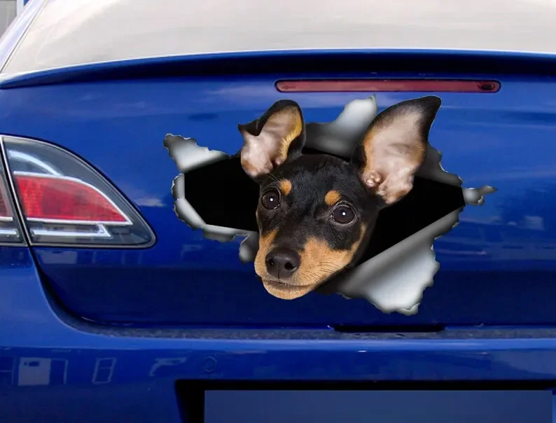 Miniature pinscher car decal , Miniature pinscher magnet, car decoration, pinscher sticker