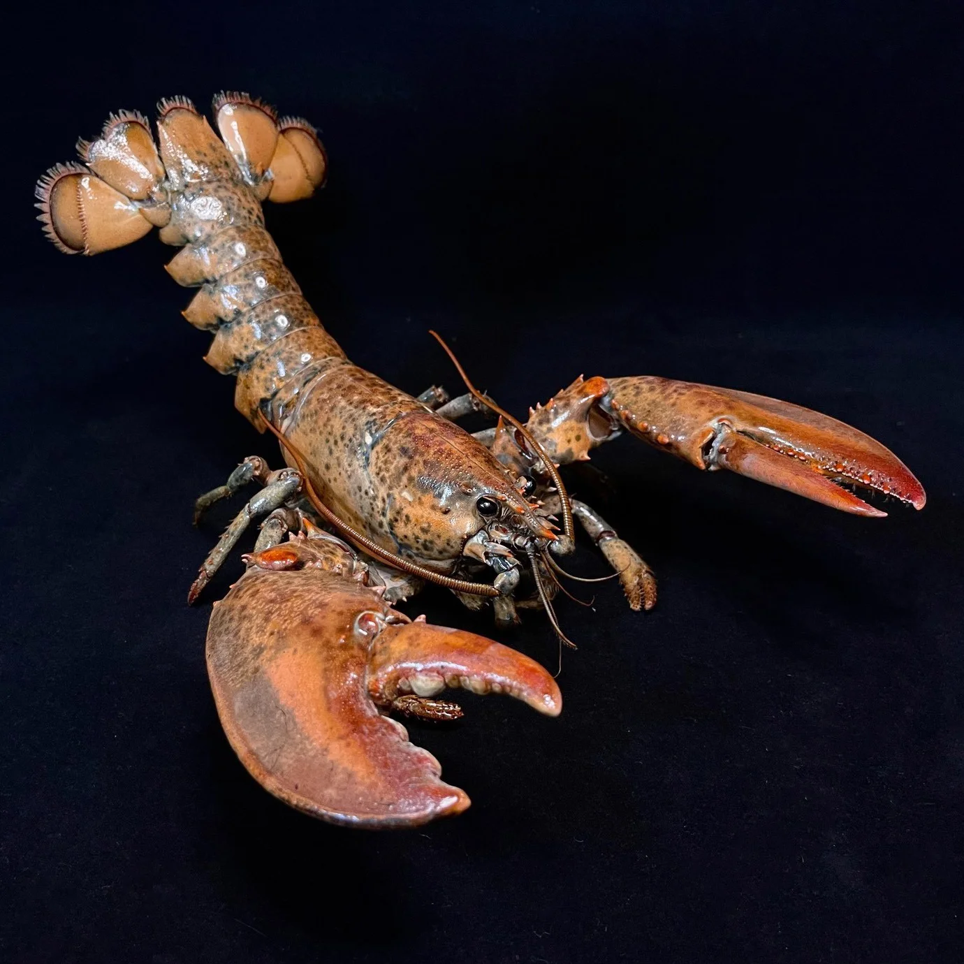 

Образец американского лобстера, настоящий Homarus Americanus Taxidermy, уникальные коллекционные коллекционные предметы домашнего декора, идеальный подарок для любителей природы