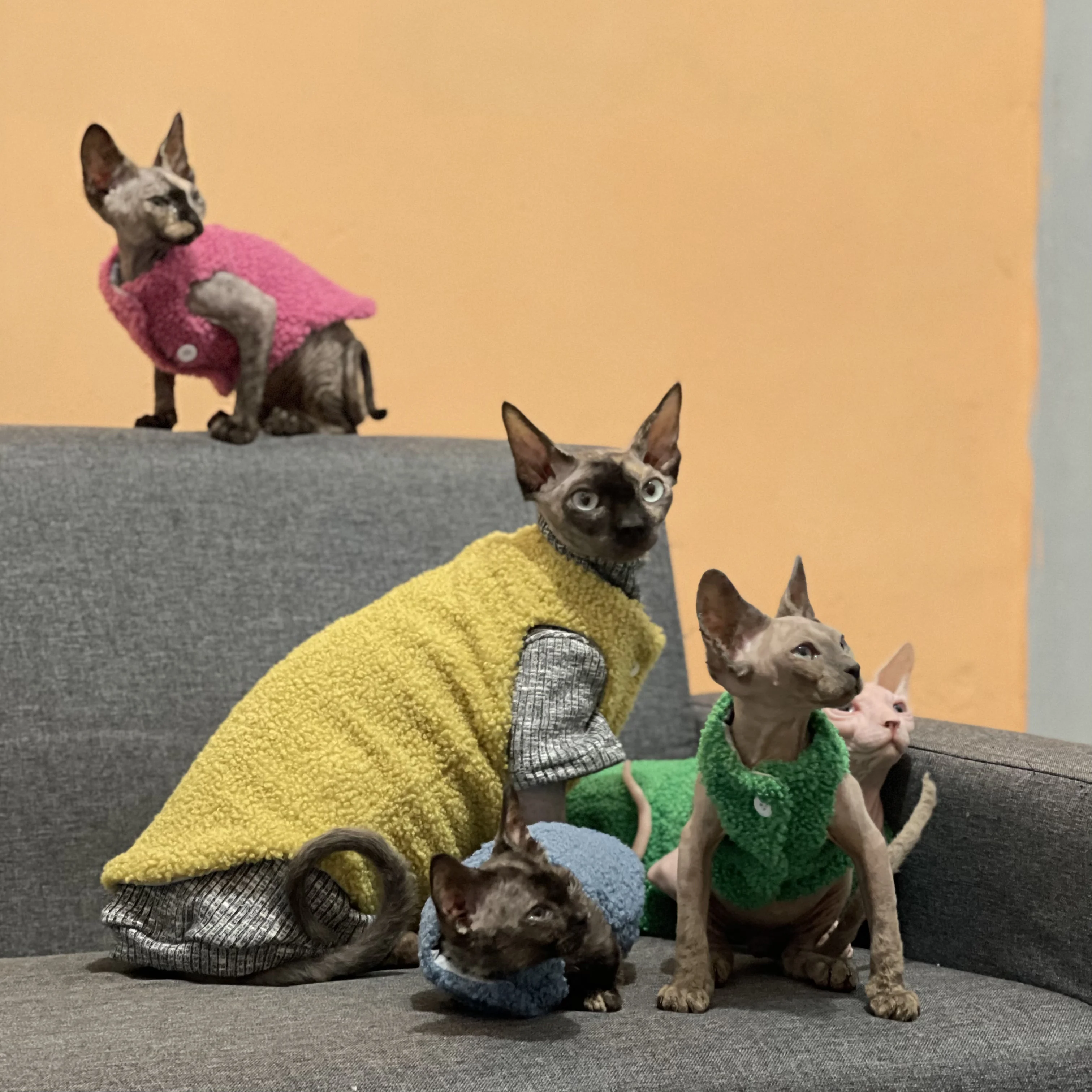 Colorful Sphynx Cat Lamb Wool Jacket Vest for Hairless Cat in Winter Soft Shirt in Spring for Devon Rex Cotton Coat for Outwear