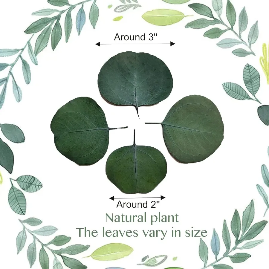 300 + قطعة أوراق الأوكالبتوس الحقيقية المجففة ريفي بوهو الزفاف ديكور للطاولات 100% الطبيعية المحفوظة الفضة الدولار الأوكالبتوس ديكور Gre #2